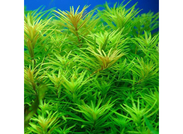 Лимнофила ароматика (с грузом) (Limnophila aromatica)