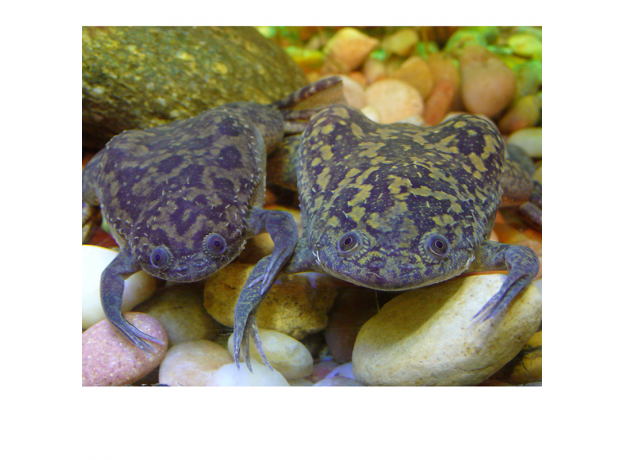 Лягушка шпорцевая  (Xenopus laevis)