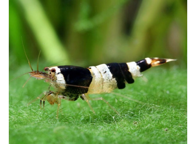 Креветка Черный кристалл (Caridina cf.cantonensis)