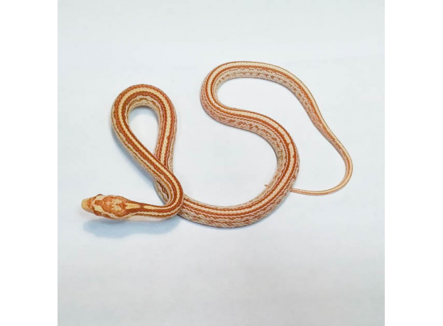 Полоз маисовый (Pantherophis Guttatus) Butter Tessera