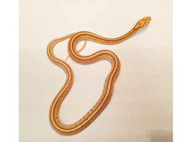 Полоз маисовый (Pantherophis Guttatus) Butter Tessera