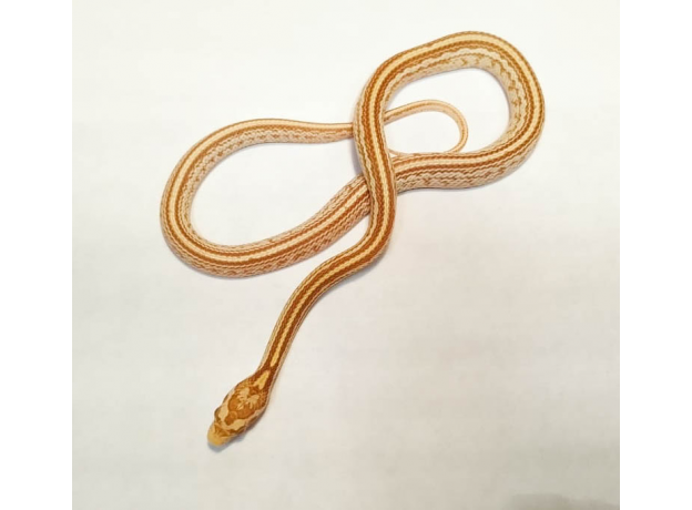 Полоз маисовый (Pantherophis Guttatus) Butter Tessera