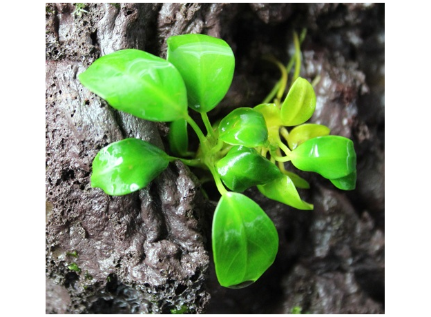 Анубиас Петит (шт) (Anubias barteri var. nana Petite)