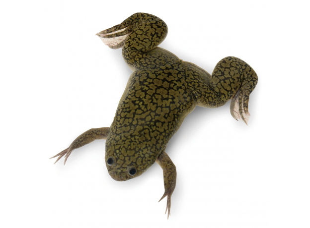 Лягушка шпорцевая (M) (Xenopus laevis)