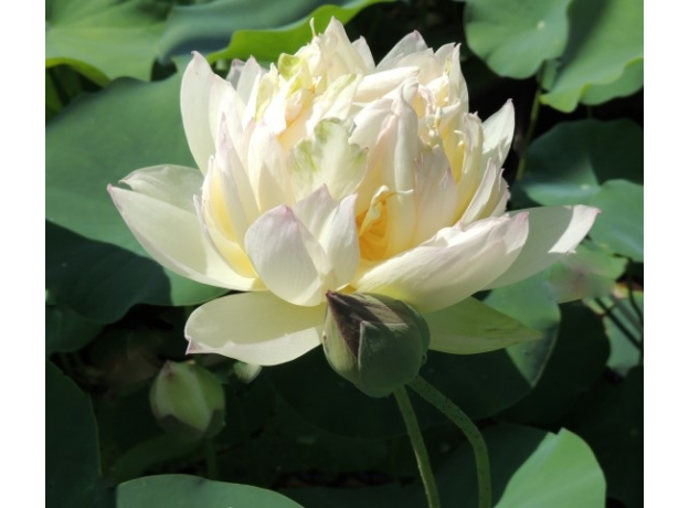 Лотос Бай Цянь Йе (Nelumbo Bai Qian Ye), бело-кремовый, корневище