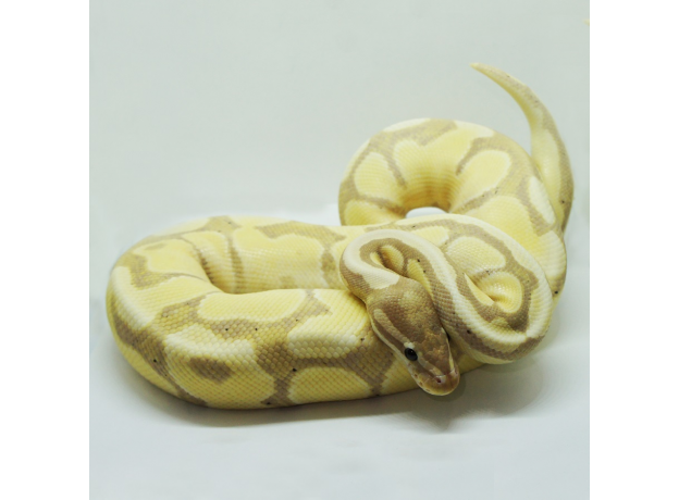 Королевский питон (Banana), M