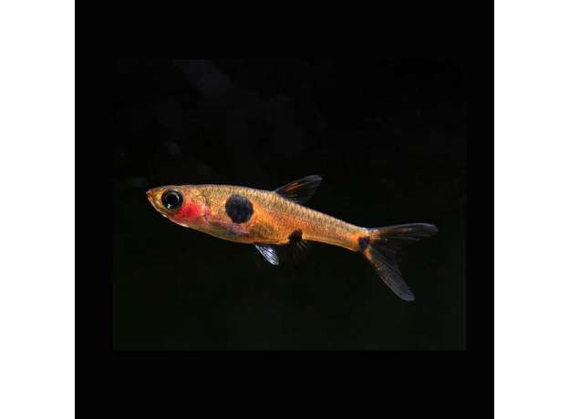 Микрорасбора макулата (Boraras maculatus)р