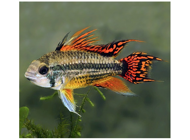 Апистограмма какаду Двойная Красная (Apistogramma cacatuoides)