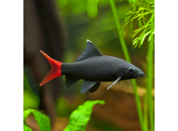 Лабео биколор (S) (Epalzeorhynchos bicolor)