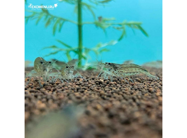 Креветка Амано (S) (Caridina multidentata)