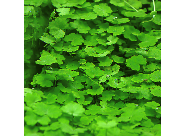 Гидрокотила сибторпиоидес (в горшке) (Hydrocotyle sibthorpioides)