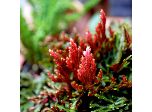 Селагинелла эритропус красная (в горшке) (Selaginella erythropus)