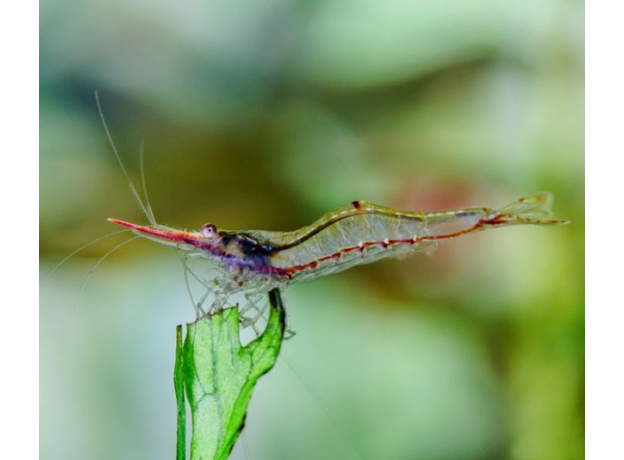 Креветка красноносая пиноккио (Caridina gracilirostris)