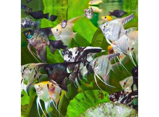 Скалярия ассорти (S) (Pterophyllum scalare)