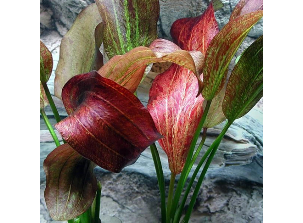 Эхинодорус Пауль Клокер (в горшке) (Echinodorus Paul Kloecker)