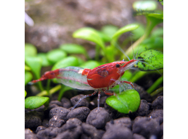 Креветка рили красная (Neocaridina heteropoda var. Rili)