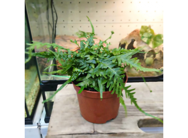 Папоротник драконьего хвоста (Asplenium Ebenoides Dragon's)