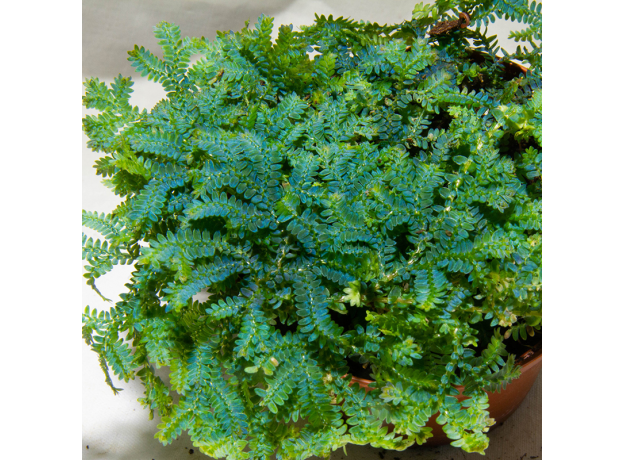 Селагинелла (Selaginella Uncinata)