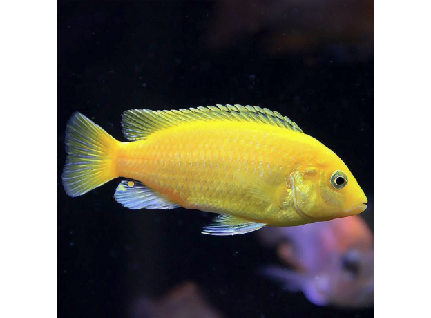 Лабидохромис еллоу (S) (Labidochromis caeruleus var. Yellow)