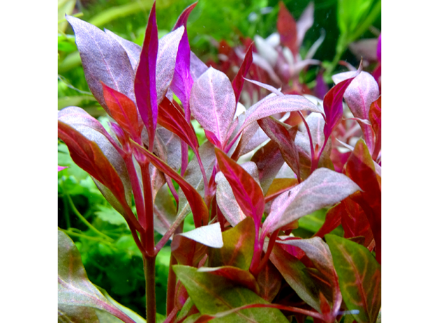 Альтернантера кардинальская (в горшке) (Alternanthera cardinalis)