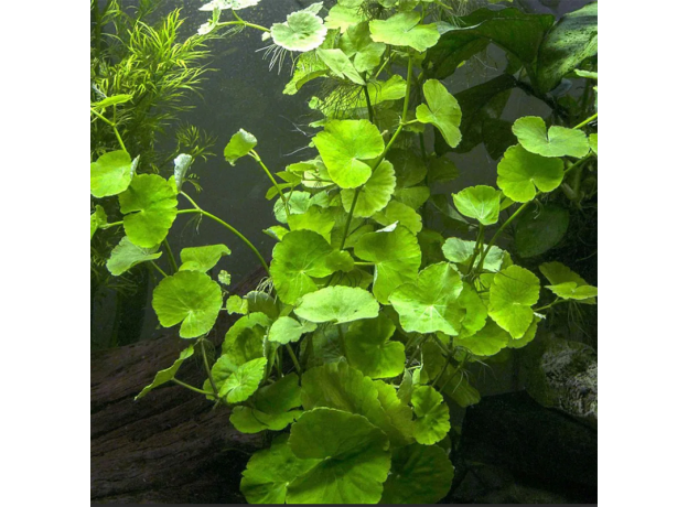 Гидрокотила белоголовая (в горшке) (Hydrocotyle leucocephala )