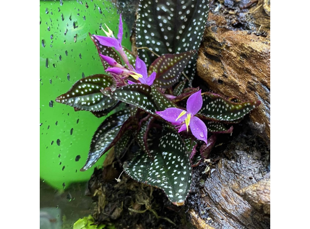 Сонерила макулата (Sonerila maculata)