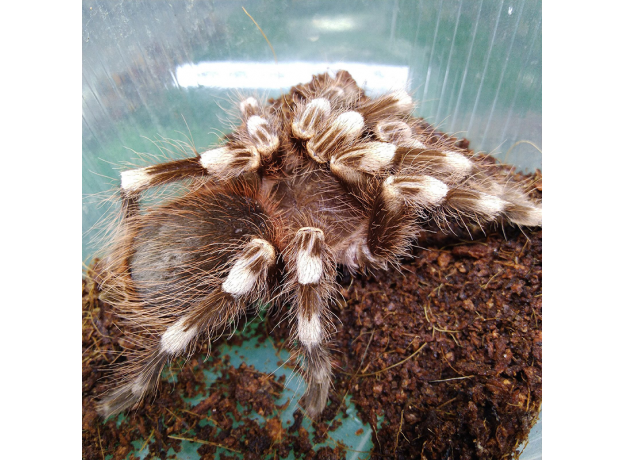 Паук Ac. geniculata, самец