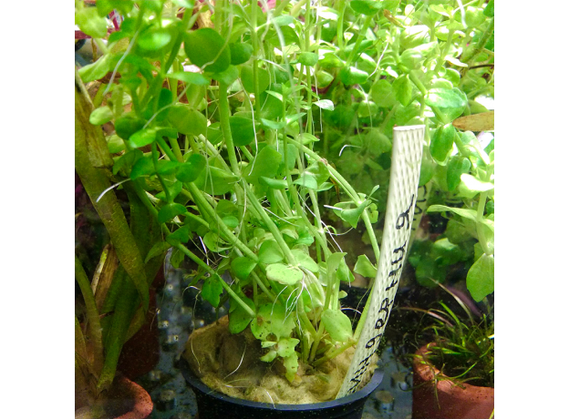 Линдерния круглолистная (в горшке) (Lindernia rotundifolia)