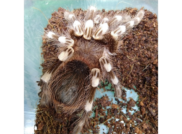 Паук Ac. geniculata, самец