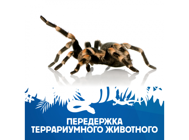 Передержка террариумного животного №1