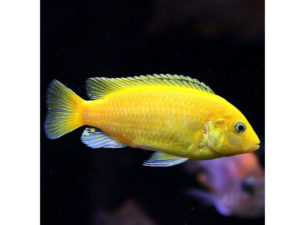 Лабидохромис еллоу (L) (Labidochromis caeruleus var. Yellow)