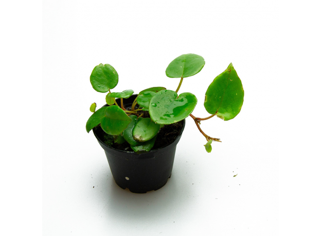 Begonia Elaeagnifolia Schulzei