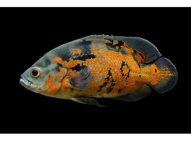 Астронотус тигровый красный (M) (Astronotus ocellatus)