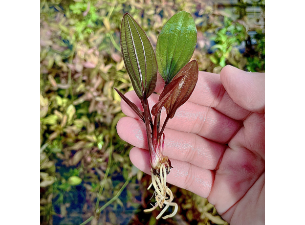 Эхинодорус Миракл (Echinodorus miracle) (в горшке)