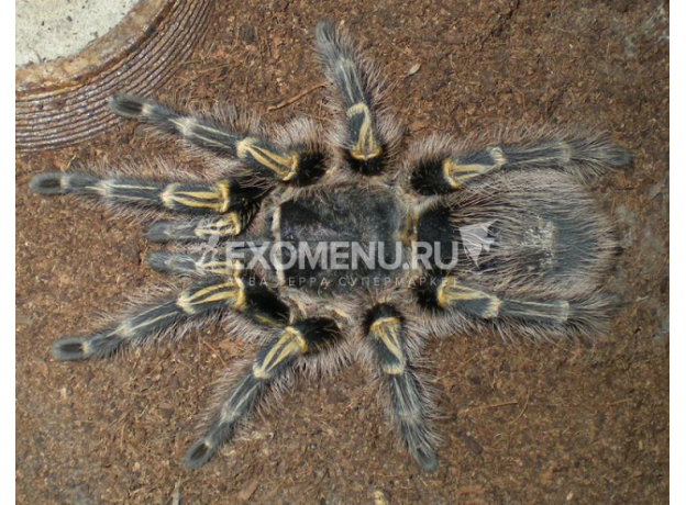 Паук Gr. Aureostriata, самец 3см