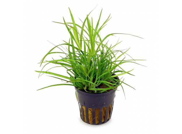 Юнкус ползучий (в горшке) (Juncus repens)