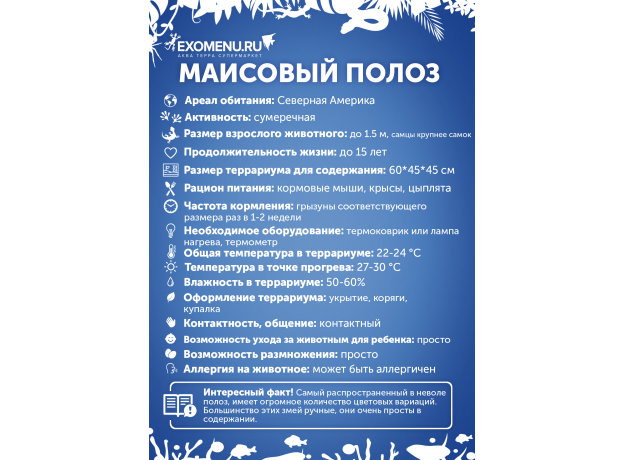 Полоз маисовый Anery masque