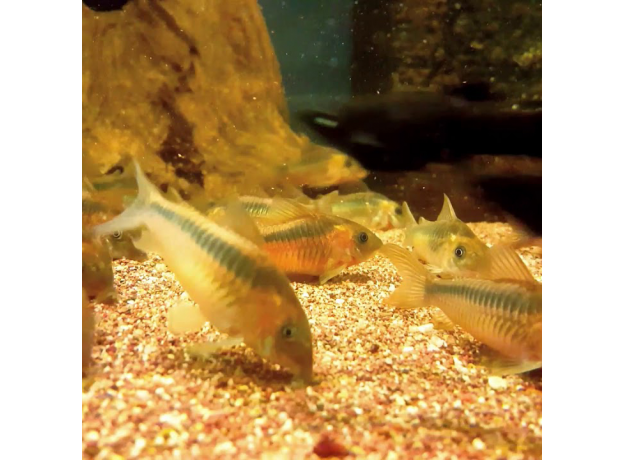 Сом Коридорас рабаути