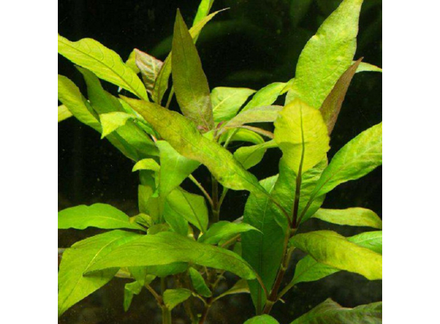 Гигрофила сиамская (с грузом) (Hygrophila corymbosa Siamensis)