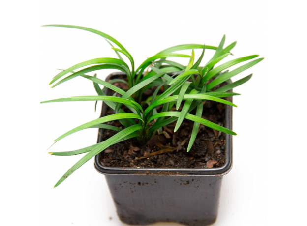 Офиопогон японский (Ophiopogon Japonicus Kyoto Dwarf)