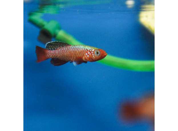 Нотобранхиус рубрипиннис (Nothobranchius Rubripinnis)