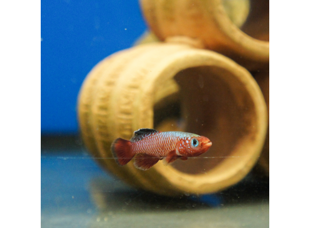 Нотобранхиус рубрипиннис (Nothobranchius Rubripinnis)