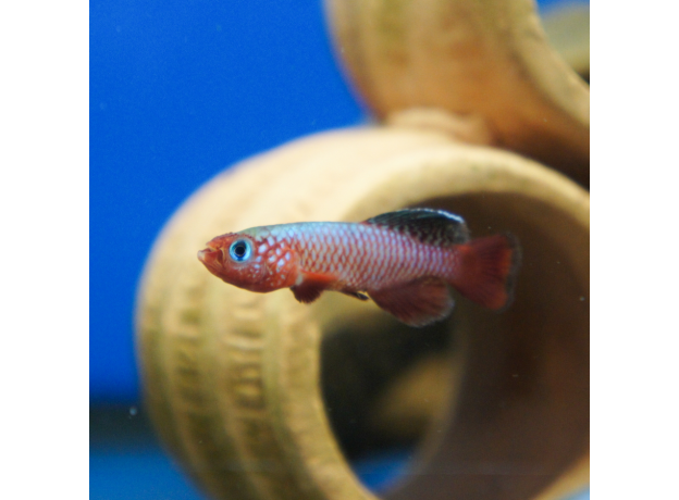 Нотобранхиус рубрипиннис (Nothobranchius Rubripinnis)
