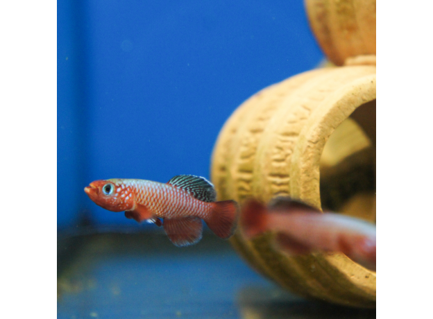 Нотобранхиус рубрипиннис (Nothobranchius Rubripinnis)