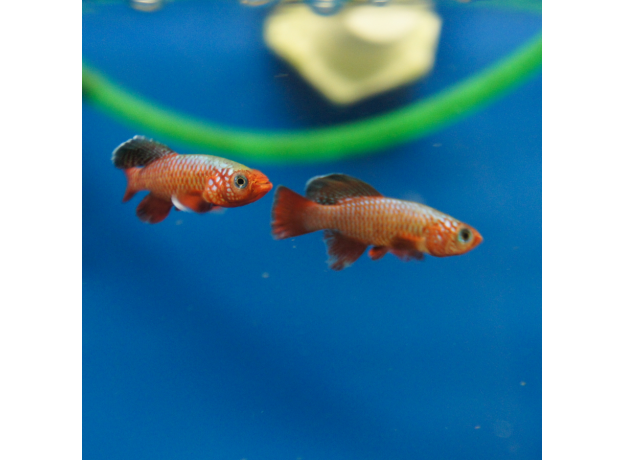 Нотобранхиус рубрипиннис (Nothobranchius Rubripinnis)