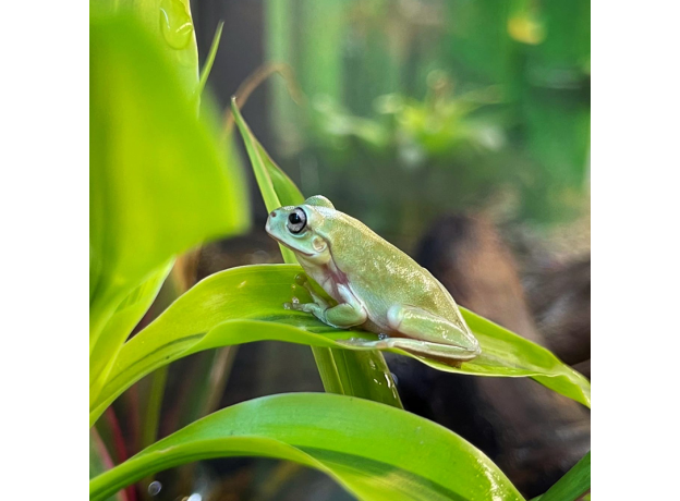 Квакша австралийская (литория) голубая, M
