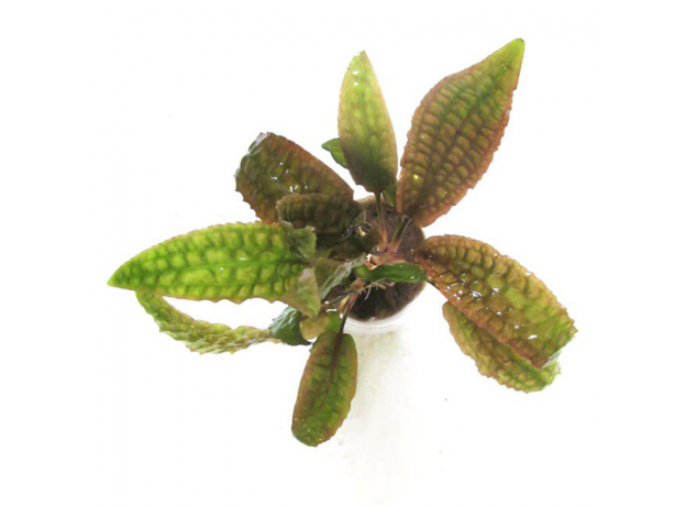 Криптокорина Гудоро (в горшке) (Cryptocoryne hudoroi)