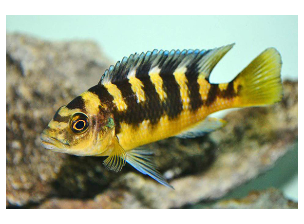 Псевдотрофеус крабро, хамелеон (Pseudotropheus crabro)