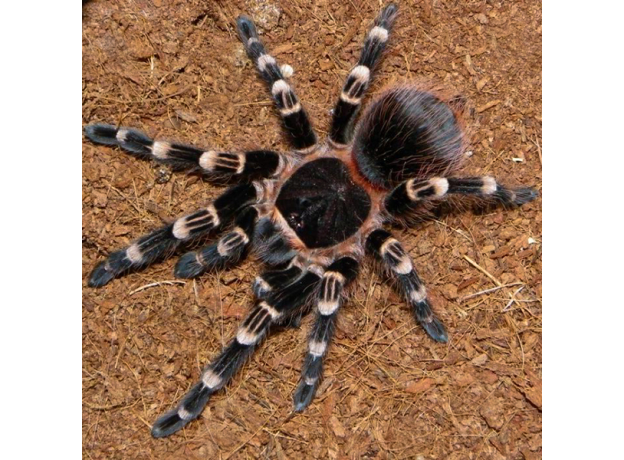 Паук Ac. geniculata, самец