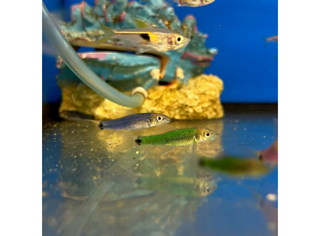 Водорослеед сетчатый "Бородоед" GLO (ассорти) (Crossocheilus reticulatus var.)